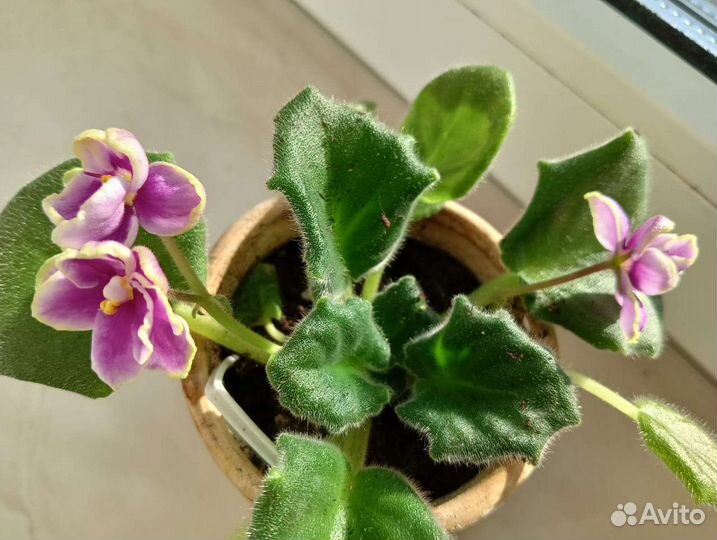 Фиалка в горшках
