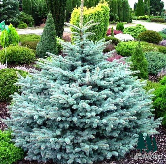 Ель голубая экстра