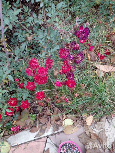 Саженцы роз плетистая