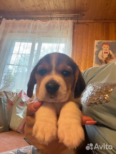 Щенки бигль