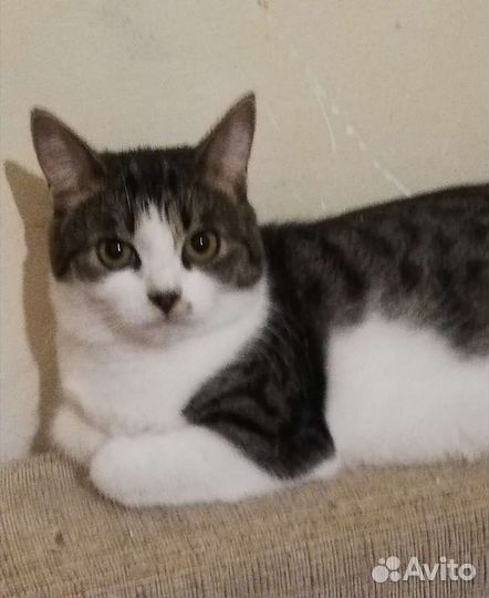 Кошечка Матрёшка