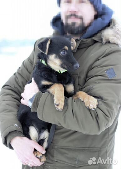 Собака в добрые руки