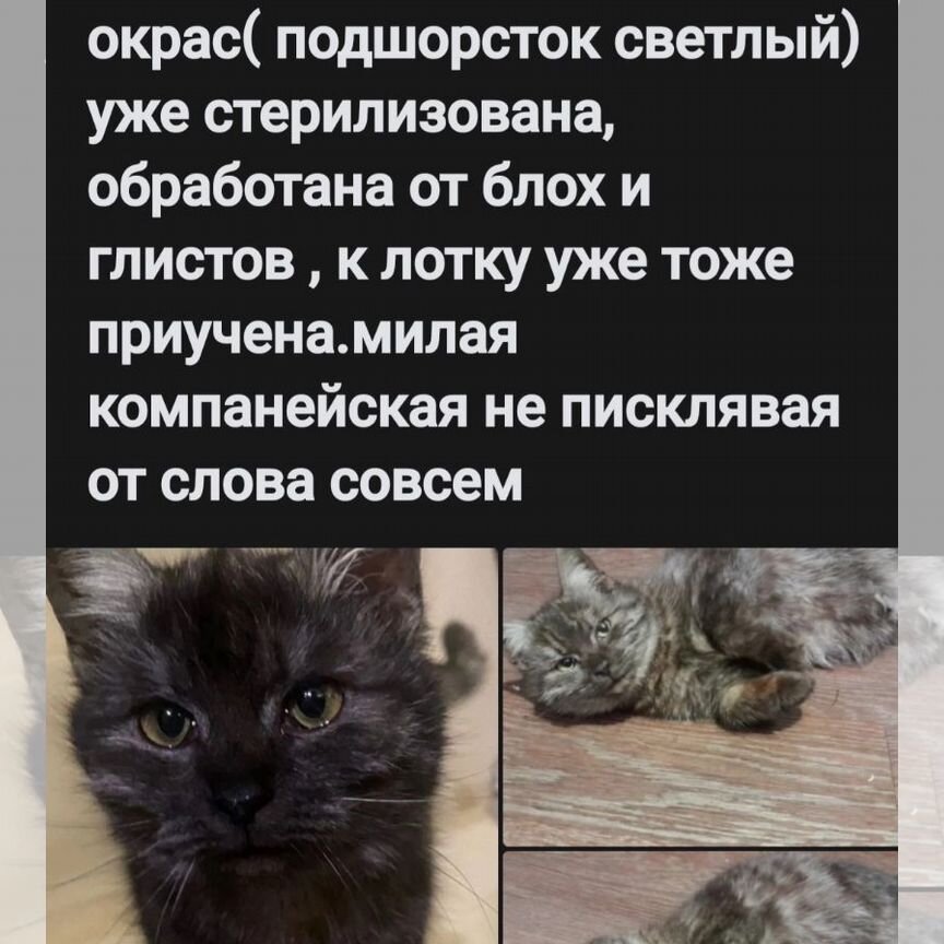 Котенок