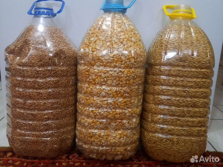 Кукуруза, пшеница, овёс ячмень