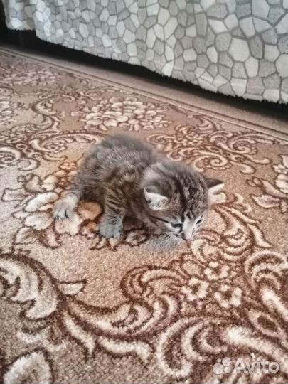 Бенгальские котята