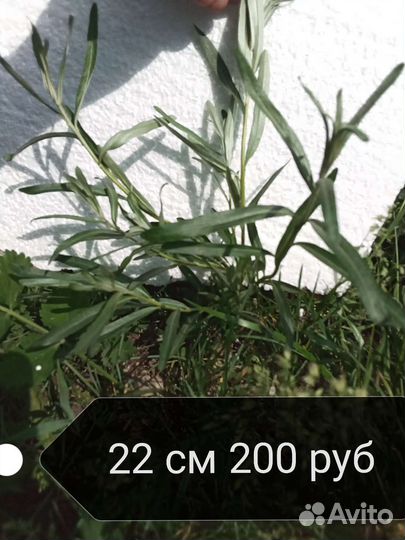 Облепиха, папоротники, спирея