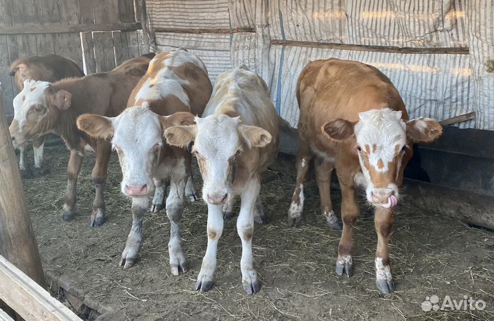 Телята (бычки и телки)