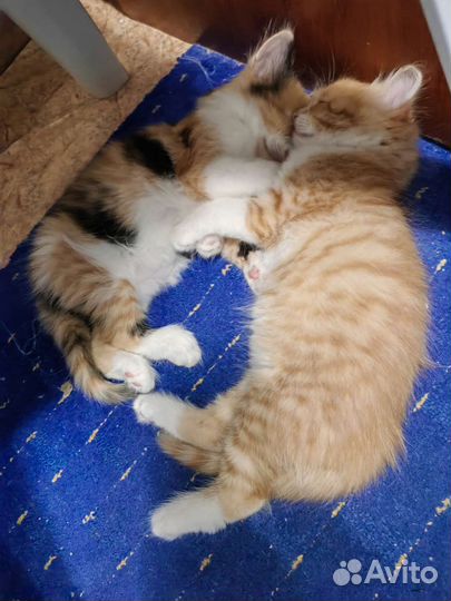 Котята в добрые руки бесплатно