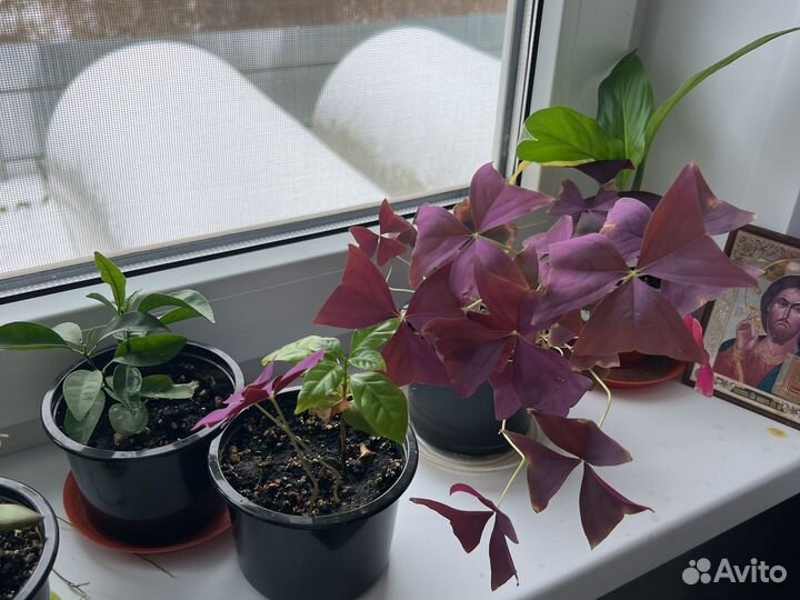 Бенджамина