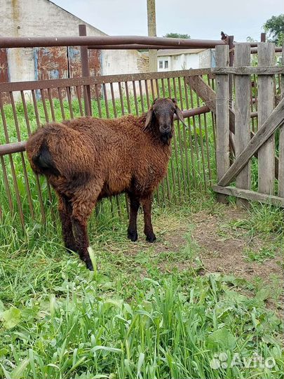 Бараны гиссарские и молодняк