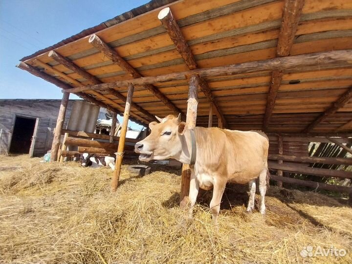 Корова (нетель)