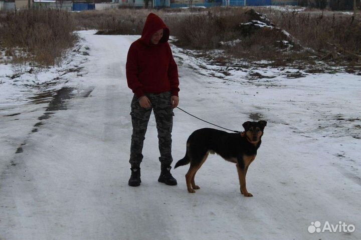 Пес Бос в добрые руки