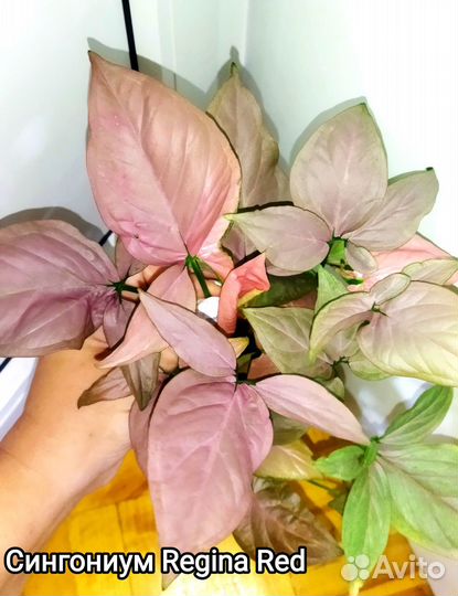 Сортовые сингониумы. Укорененные черенки