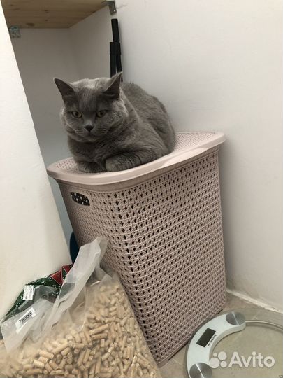 Британская кошка