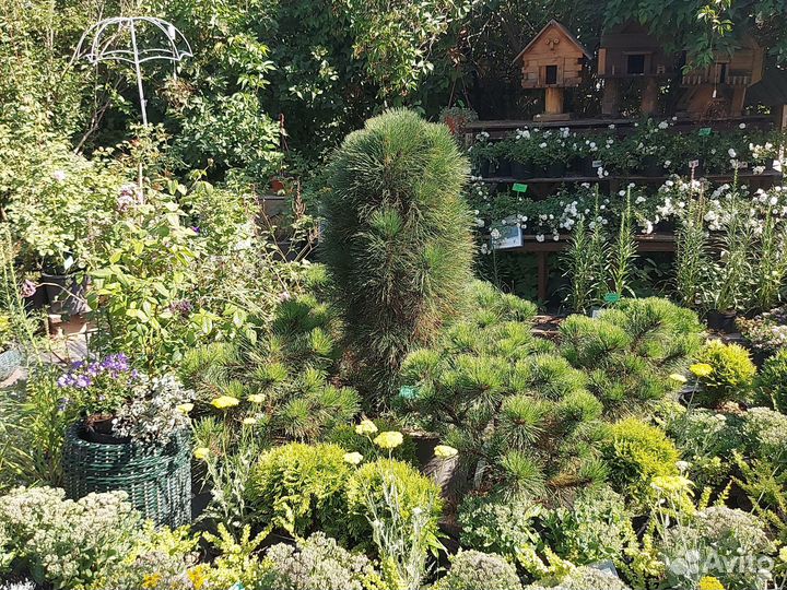 Сосна Грин тауэр