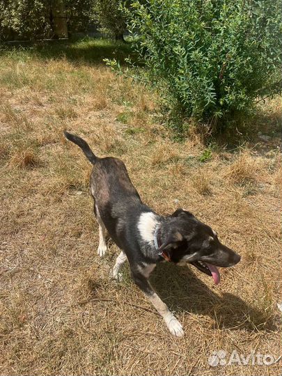 Собачка в добрые руки