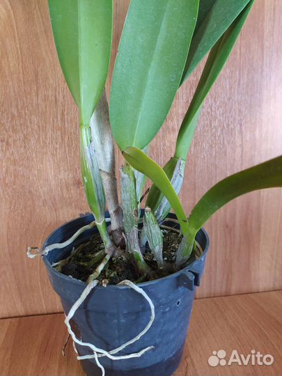 Rlc. Liou Hope 'Nan Chyu'