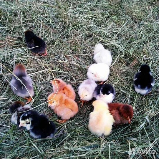Суточные цыплята