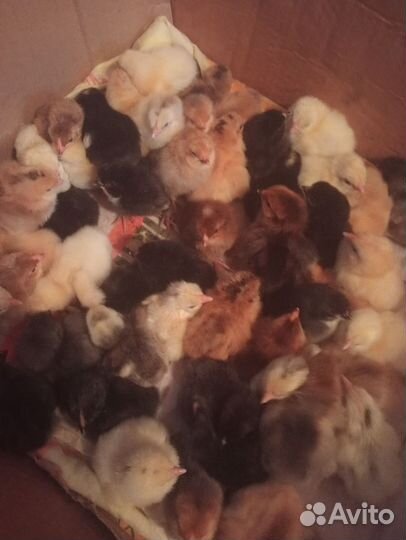 Цыплята суточные