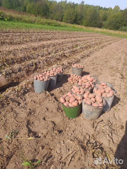 Продам картофель