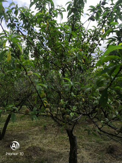 Участок 12 га (СНТ, ДНП)