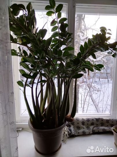 Замиокулькас