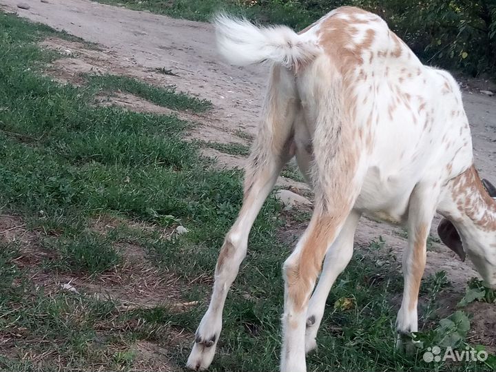 Нубийская козочка