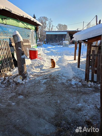 Сено в тюках и мешках на подстилку
