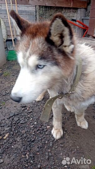 Хаски ищет дом