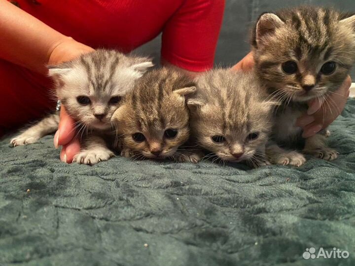 Шотландская