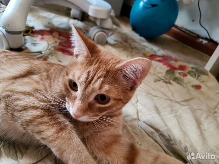 Рыжие котики
