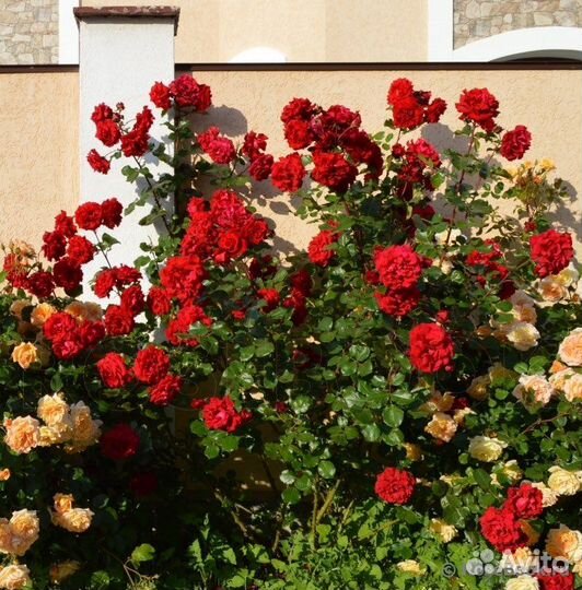 Плетистая Роза Мессир Дельбар/Грандесса