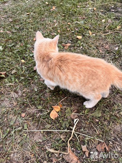 Кошка персиковая