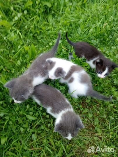 Котята в дар