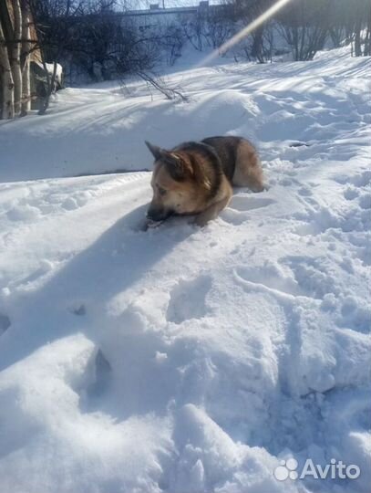 Рина ищет дом или передержку