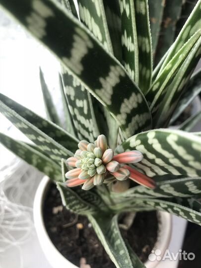 Алоэ пёстрое (тигровое)