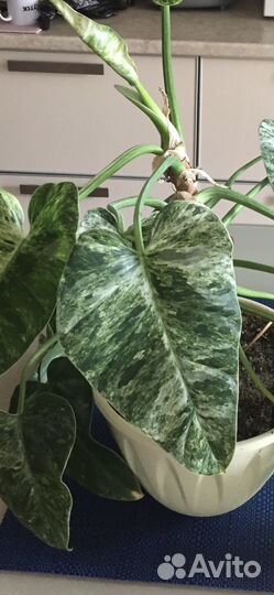 Филодендрон Гигантум вариегатный