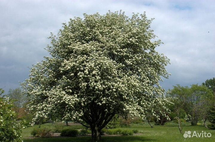 Рябина Промежуточная