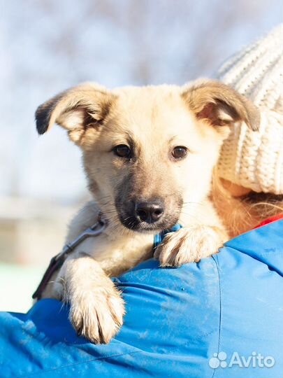 Небольшой щенок в добрые руки