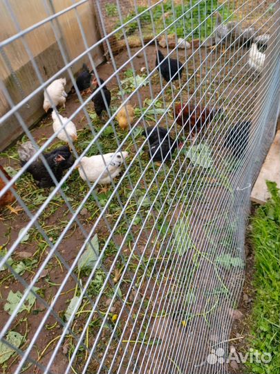 Молодки.Цыплята ливенские. Гуси Линда семья