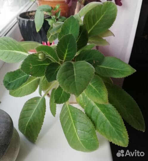 Фуксия, толстянка