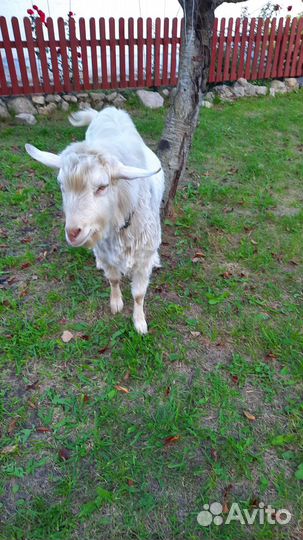 Козел и козы