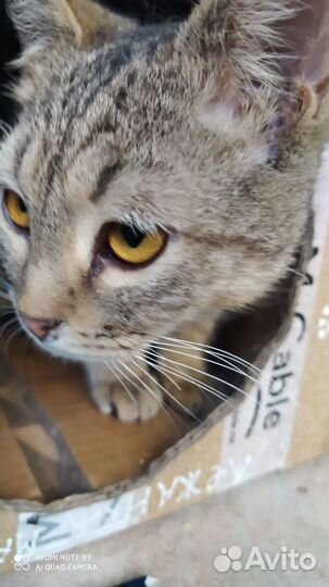 Котенок