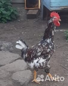 Петухи