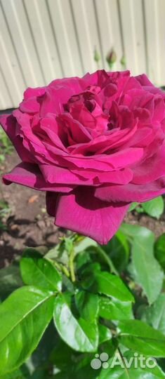 Букет роз, лилий