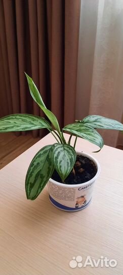 Аглаонема Сильвер Куин