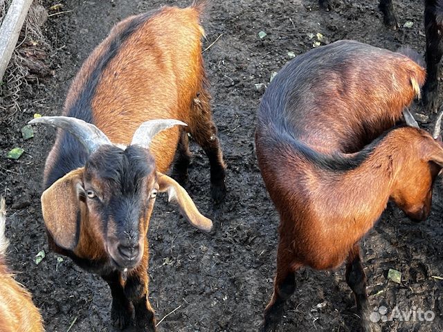 Молодые Козы