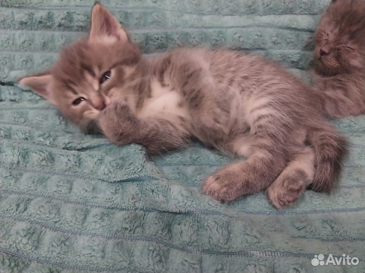 Пушистые котята мальчишки