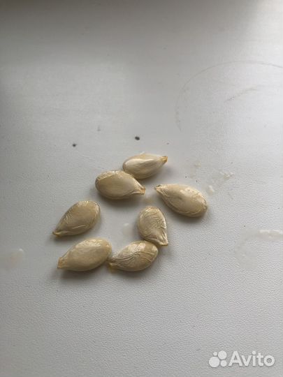 Семена тыквы Дынной