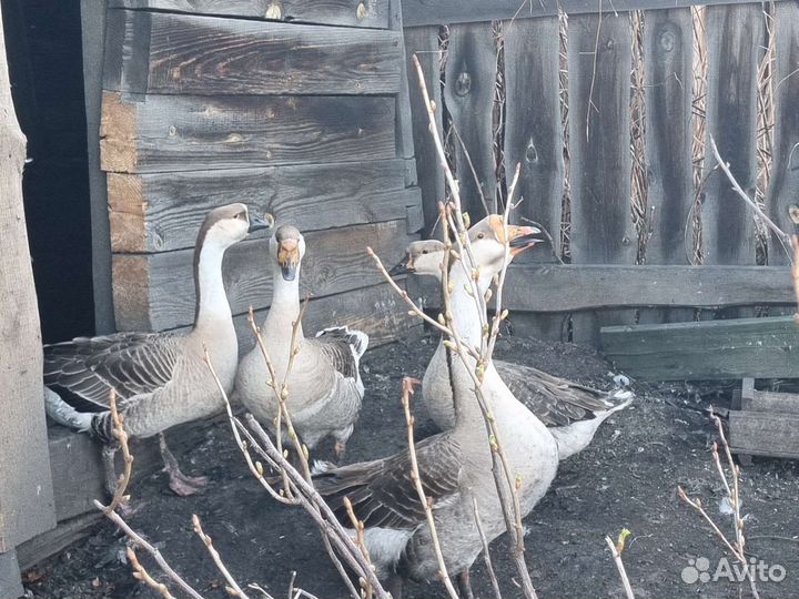 Гуси, гусыни